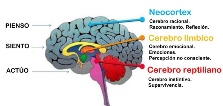 Cerebro Triuno Rumbos Educaci N Emocional En Sevilla